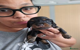 Miniature Dachshund dogs for sale: READY NOW. Rare long haired miniature dachshunds - Image 14