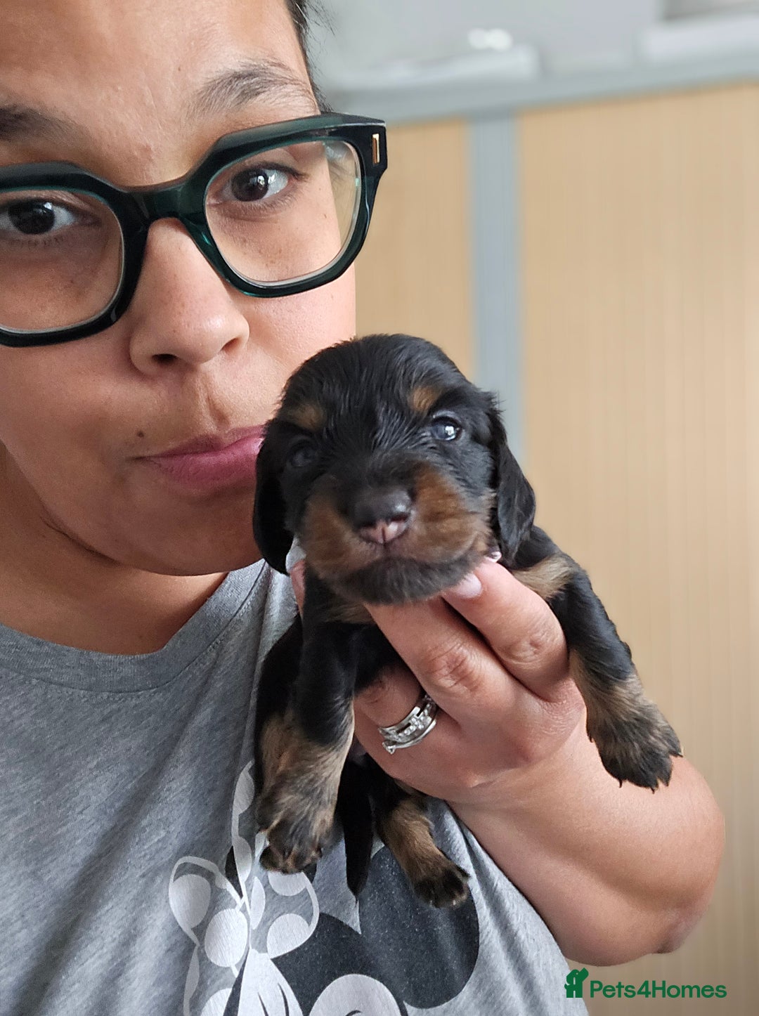 Miniature Dachshund dogs for sale: READY NOW. Rare long haired miniature dachshunds - Image 14