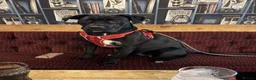 Mixed Breed dogs for sale: 1 year old cane corso x in Selby - Advert 1