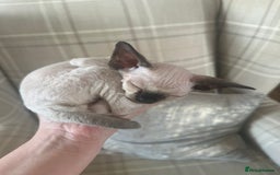 Devon Rex cats for sale: Two Adorable Devon Rex Kittens 💙🩷 - Image 20