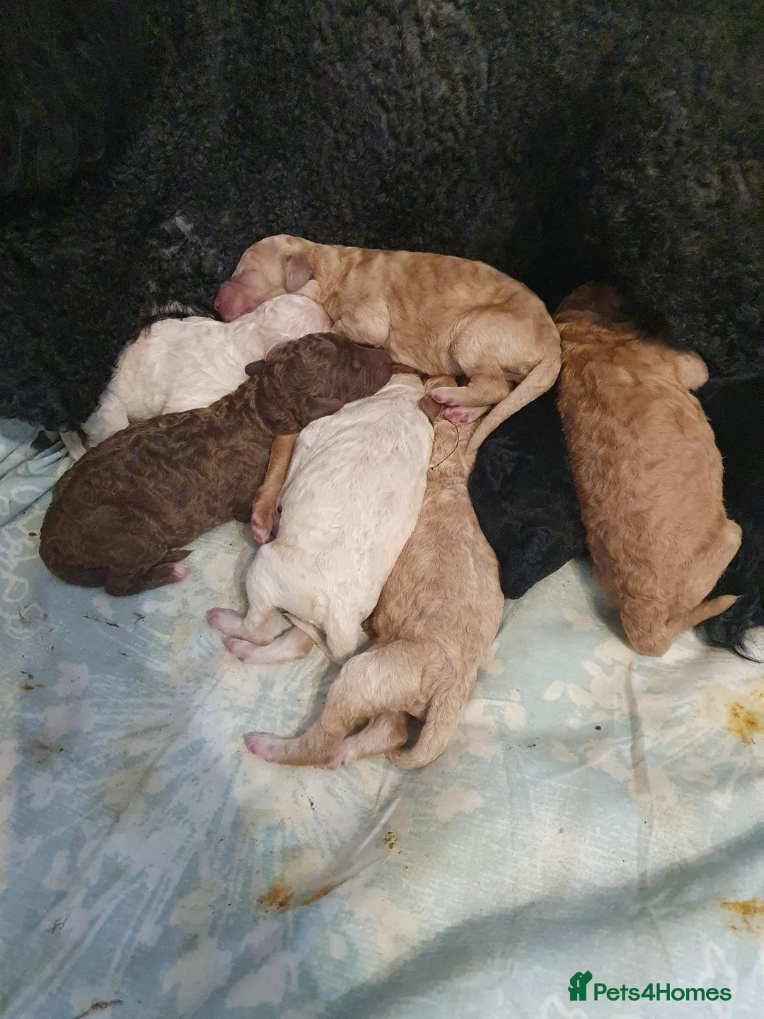 Standard Poodle dogs for sale: Standard poodle puppy's kc reg - Advert 2