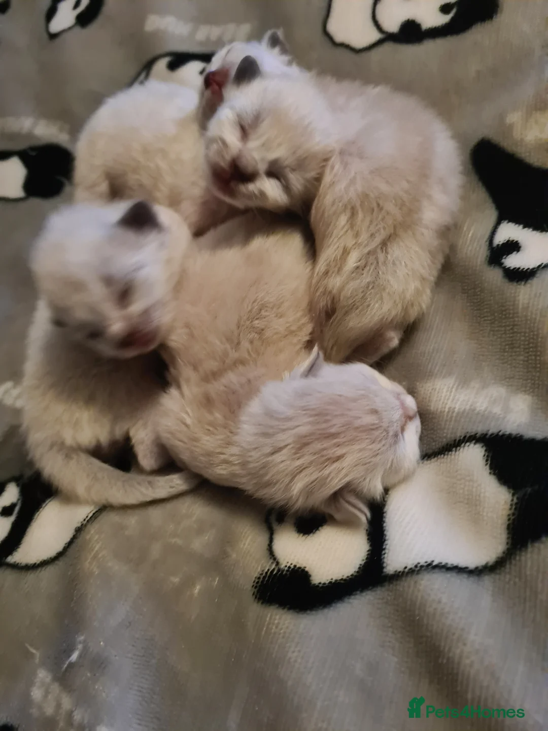 Ragdoll cats for sale: Ragdoll kittens  - Advert 5