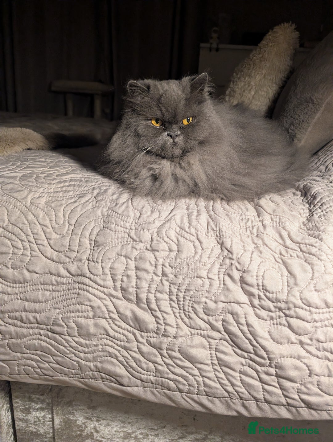 Persian cats for sale: Blue Persian male neutered  - Advert 3