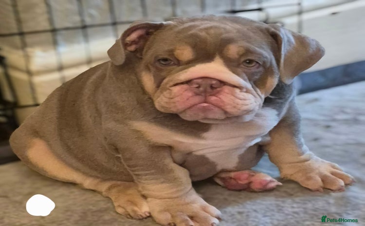 English Bulldog dogs - Advert 2