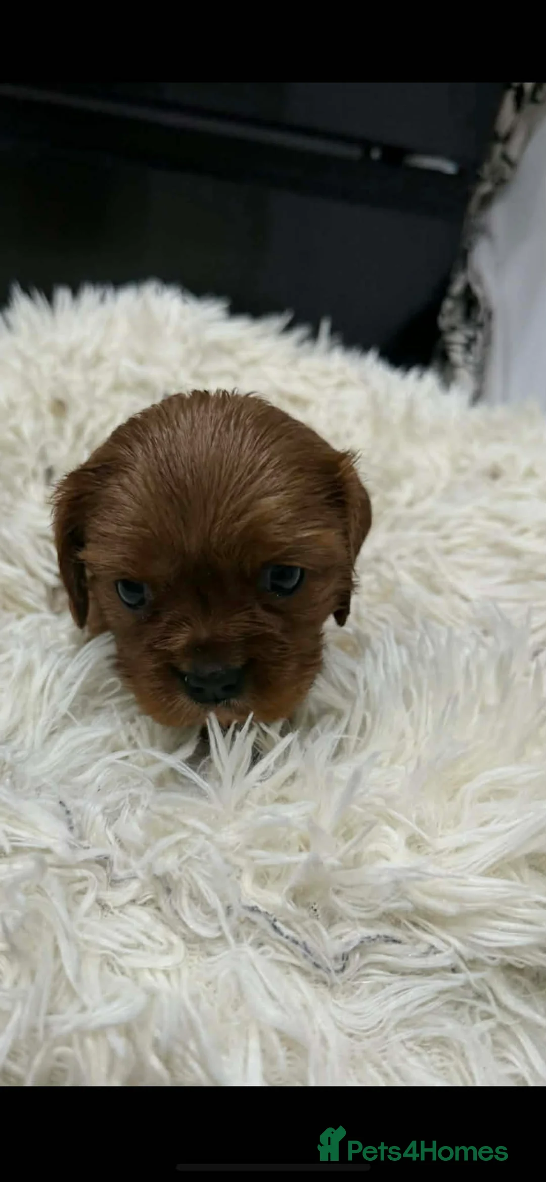 Cavalier King Charles Spaniel dogs for sale: 6 beautiful Cavalier King Charles puppy’s  - Advert 6