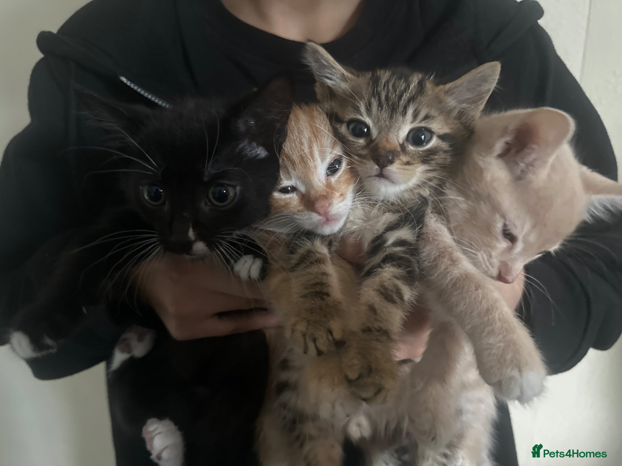 Mixed Breed cats Hi here is a beautiful kittens  - Advert 1