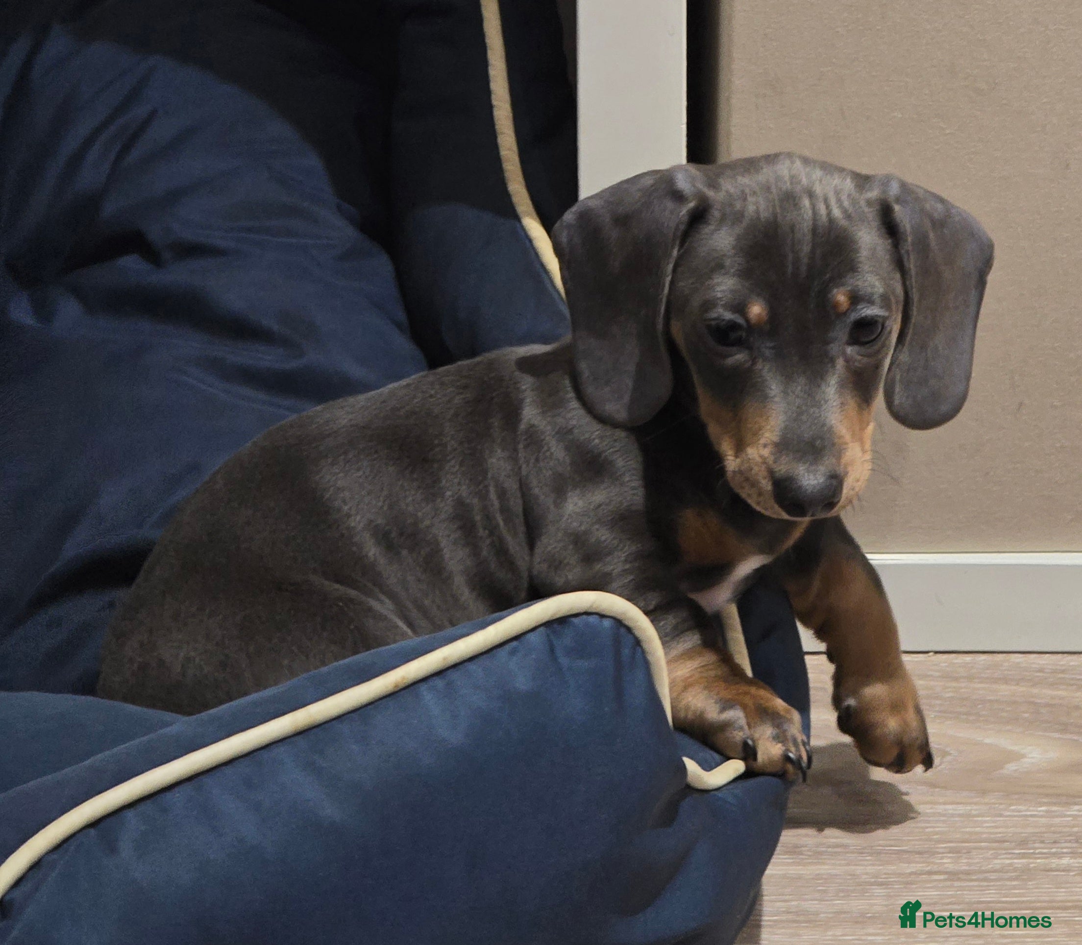 Miniature Dachshund dogs KC Miniature Shorthaired Dachshund REDUCED!!! - Advert 5