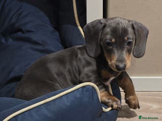 Miniature Dachshund dogs KC Miniature Shorthaired Dachshund REDUCED!!! - Advert 5