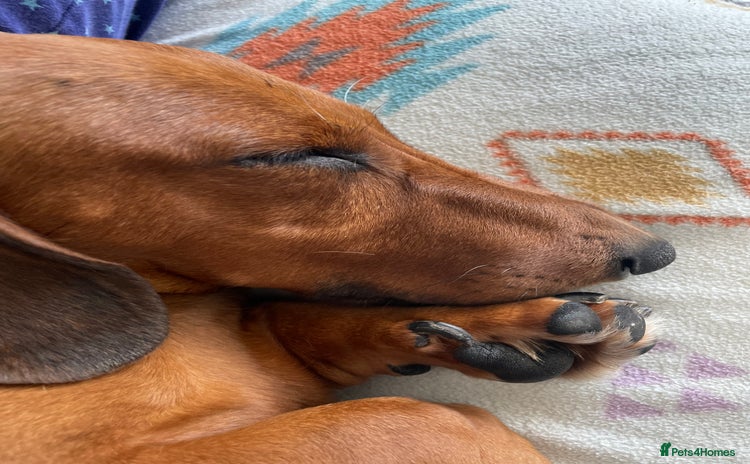 Miniature Dachshund dogs - Advert 1