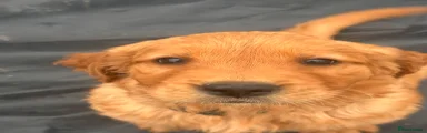 Golden Retriever 3