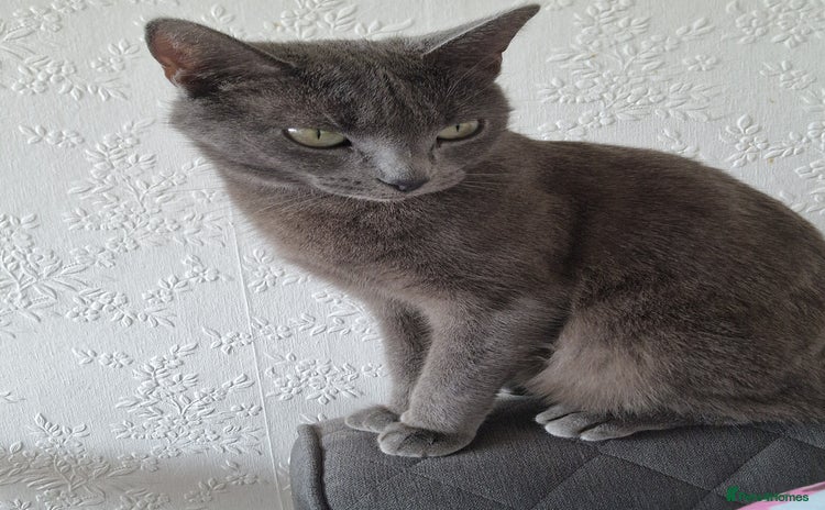 Domestic Shorthair cats for sale in Liverpool - Advert 2