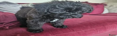 Shihpoo 2