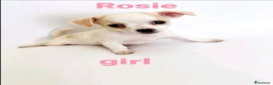Rosie