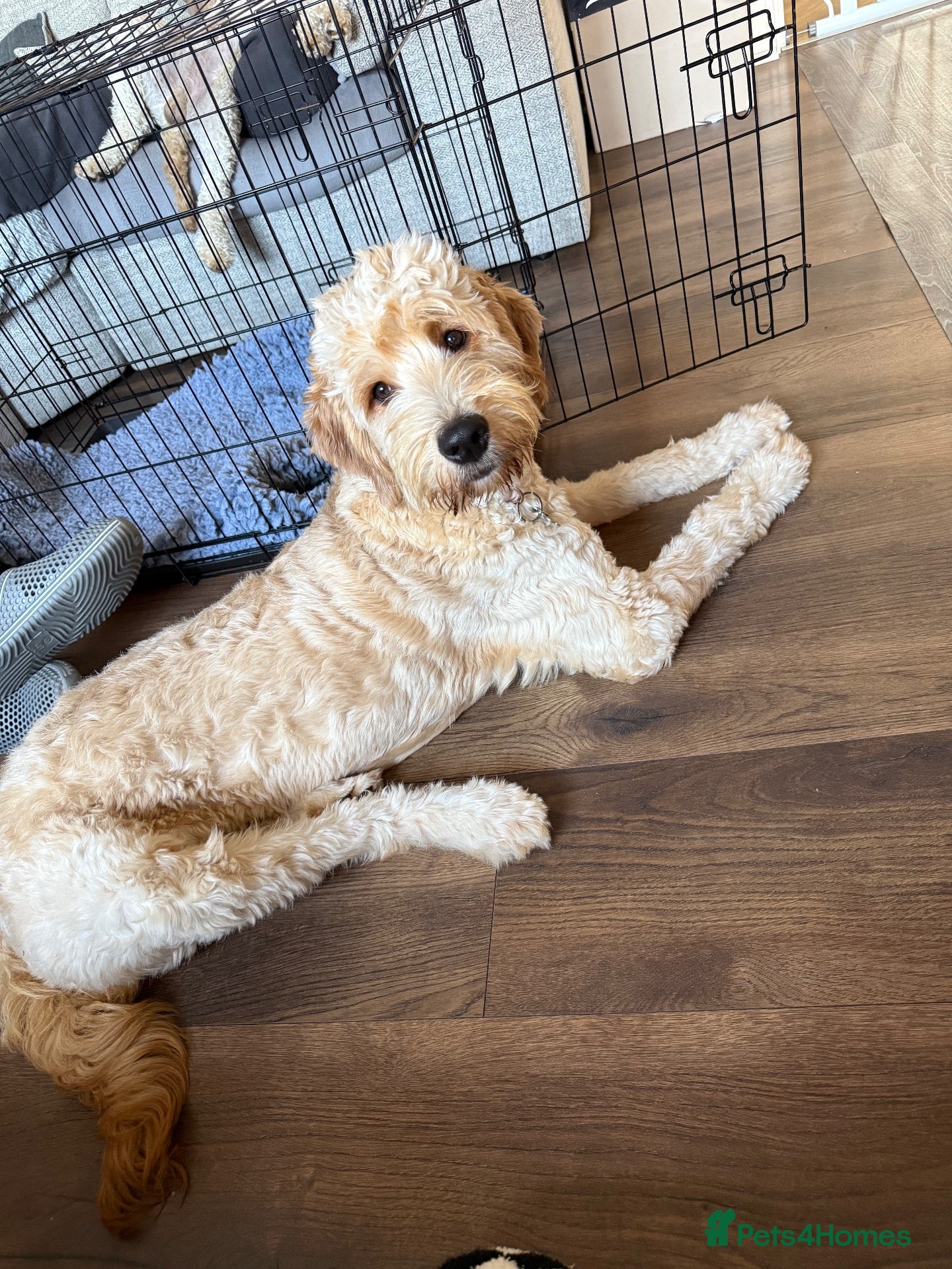 Goldendoodle dogs Betsy the Goldendoodle  - Advert 1