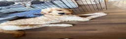 Goldendoodle dogs for sale: Betsy the Goldendoodle  - Advert 1