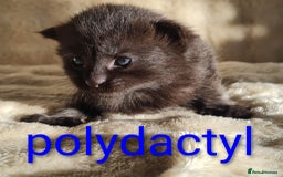 Maine Coon cats for sale: MAINE COONE KITTENS POLYDACTYL&NON POLYDACTYL   - Advert 13