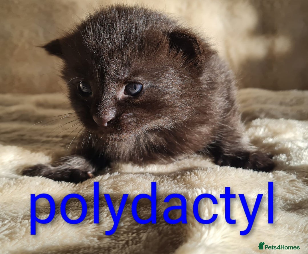 Maine Coon cats for sale: MAINE COONE KITTENS POLYDACTYL&NON POLYDACTYL   - Advert 13