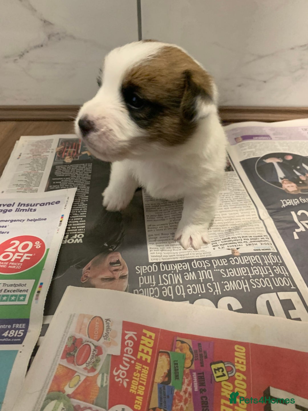 Jack Russell dogs for sale: KC Registered Jack Russell Puppies - Image 8