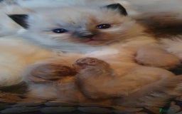 Ragdoll cats for stud: *Stud*gccf/tica entire active bluepoint ragdoll in Oldham - Image 10