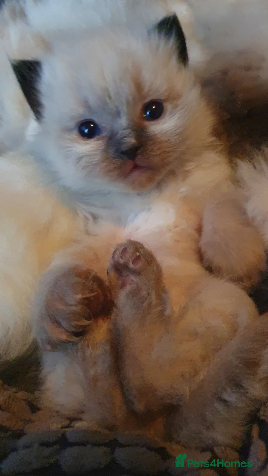 Ragdoll cats for stud: *Stud*gccf/tica entire active bluepoint ragdoll in Oldham - Advert 10