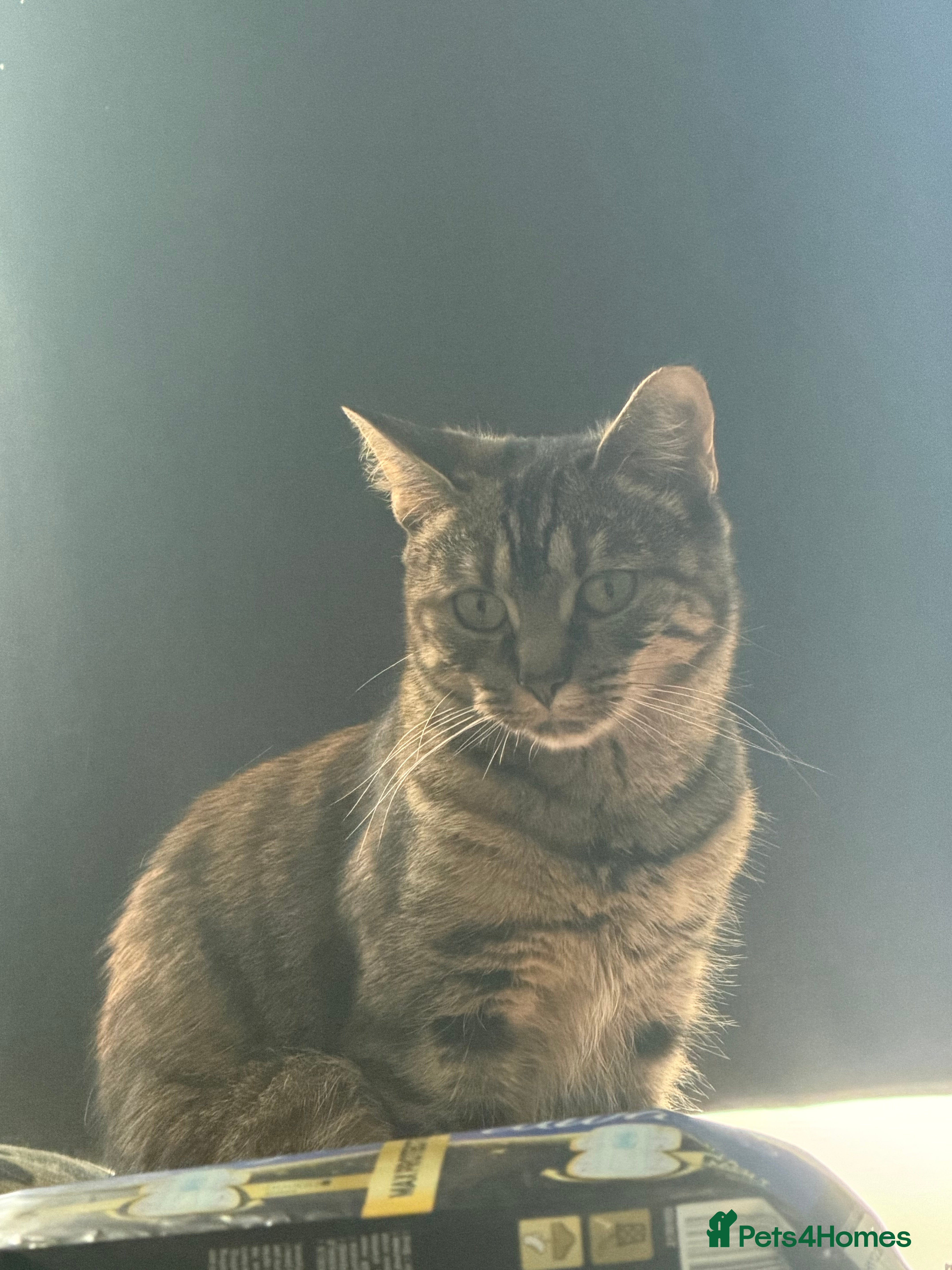 Mixed Breed cats Two beautiful kittens  - Advert 9