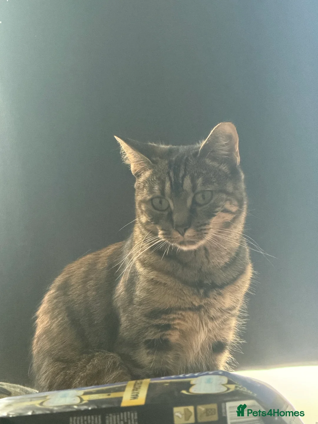 Mixed Breed cats for sale: Two beautiful kittens  - Advert 1