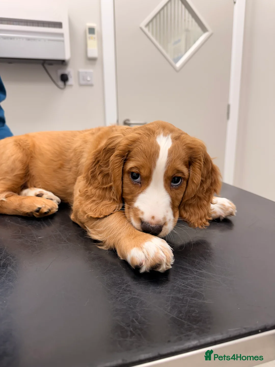 Cocker Spaniel dogs for sale: working cocker spaniel male  - Advert 2