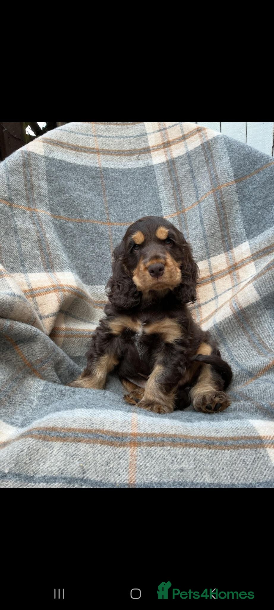 Cocker Spaniel dogs Gorgeous kc reg show cocker spanial boy  - Advert 1