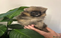 Pomeranian dogs for sale: Kc reg. Show quality 3 Pomeranian girls - Image 7