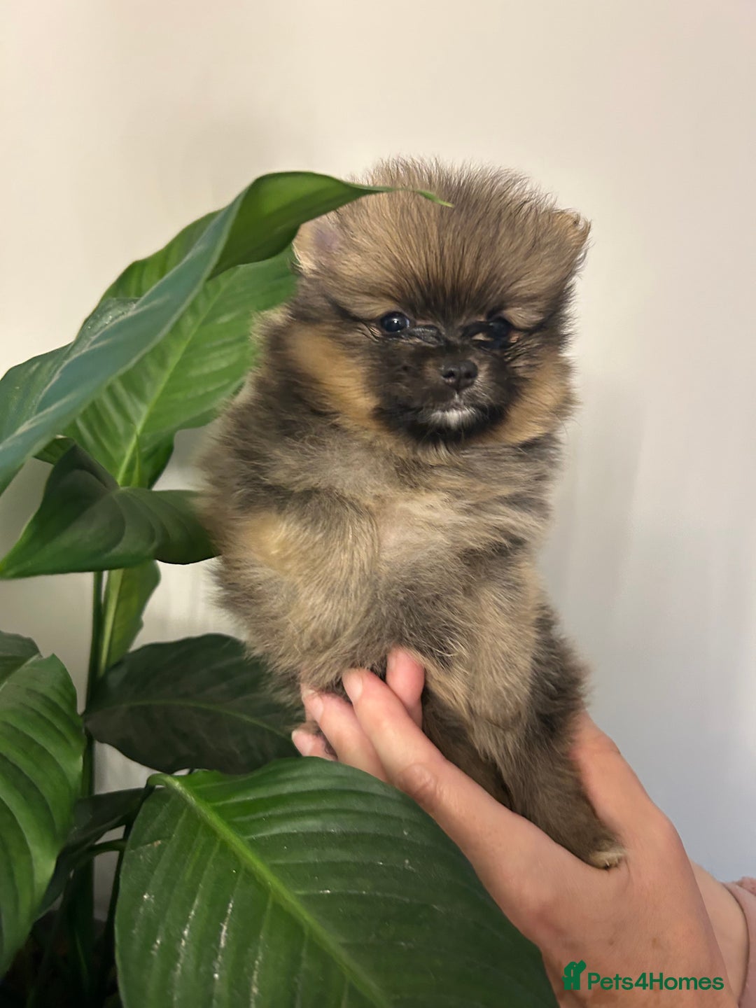 Pomeranian dogs for sale: Kc reg. Show quality 3 Pomeranian girls - Image 7