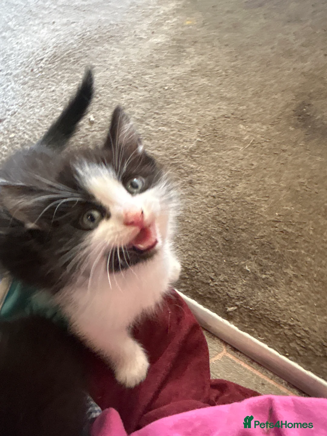 Mixed Breed cats for sale: Kittens in Wigan - Advert 2