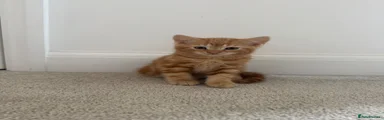 Male ginger 
