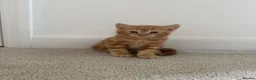 Mixed Breed cats for sale: Two kittens for sale  - Advert 5