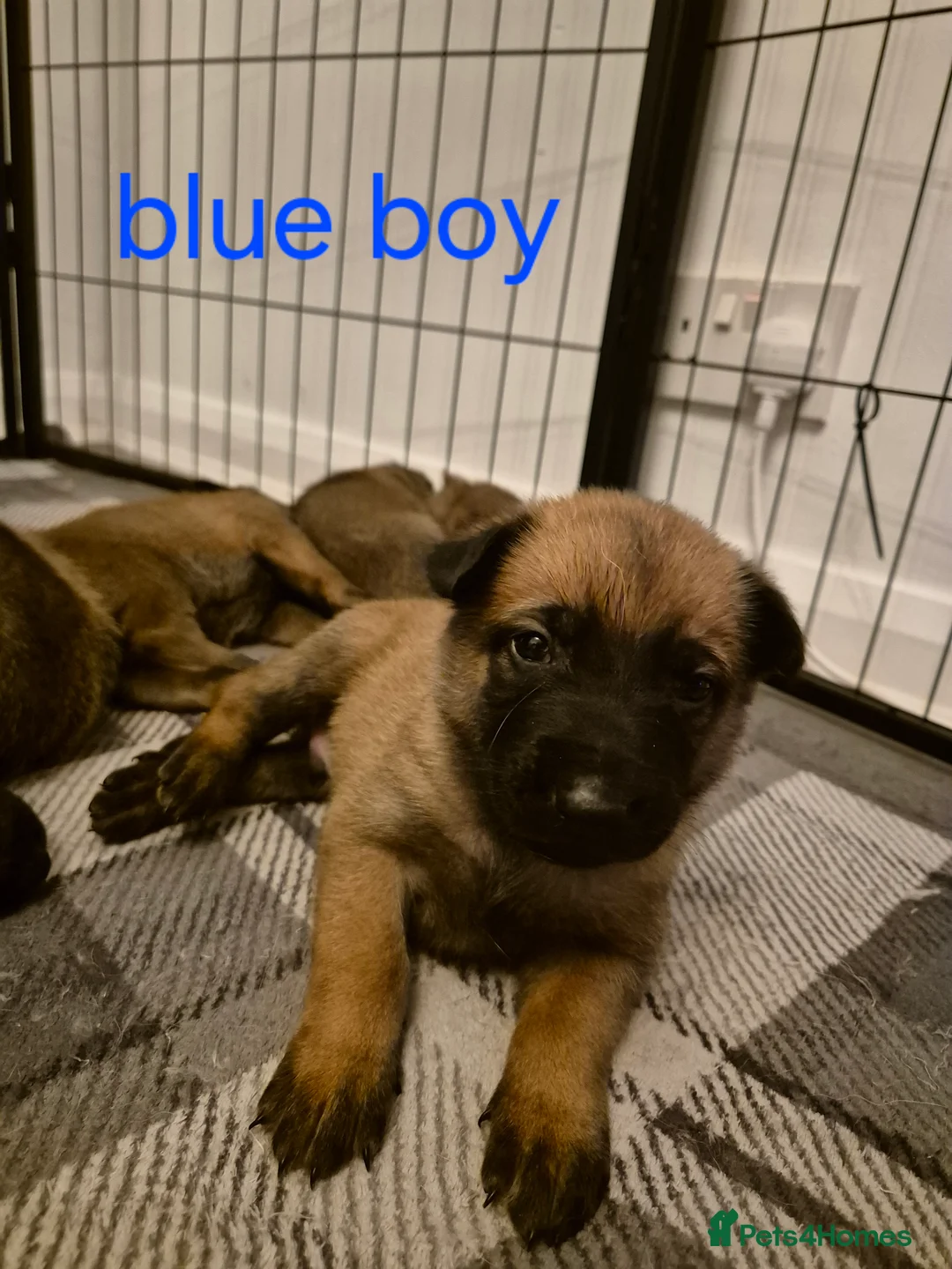 Belgian Shepherd Dog dogs for sale: KC Registered Belgian Malinois - Advert 15