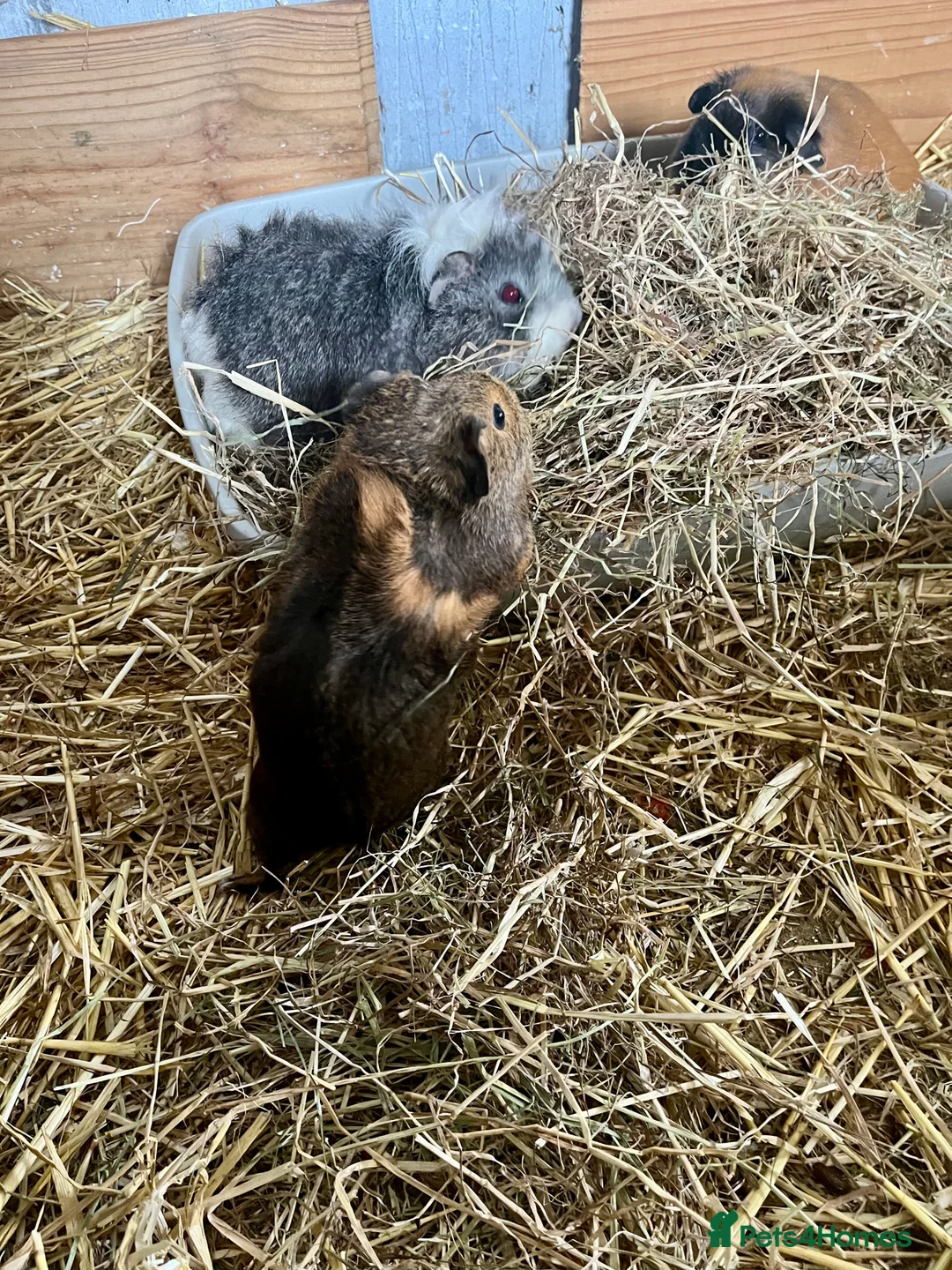 Guinea Pig rodents for sale: Guinea pig babies and young adults available  - Advert 11