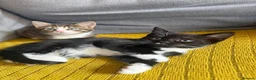 Mixed Breed cats for sale: Friendly kittens  - Advert 8
