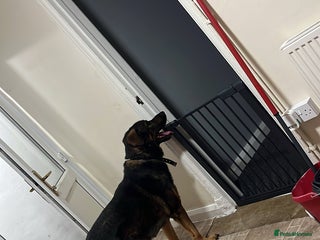 Mixed Breed dogs - Advert 8