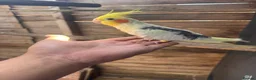 Cockatiels birds for sale: Cockatiel bird for sale male 1 year old  - Advert 3