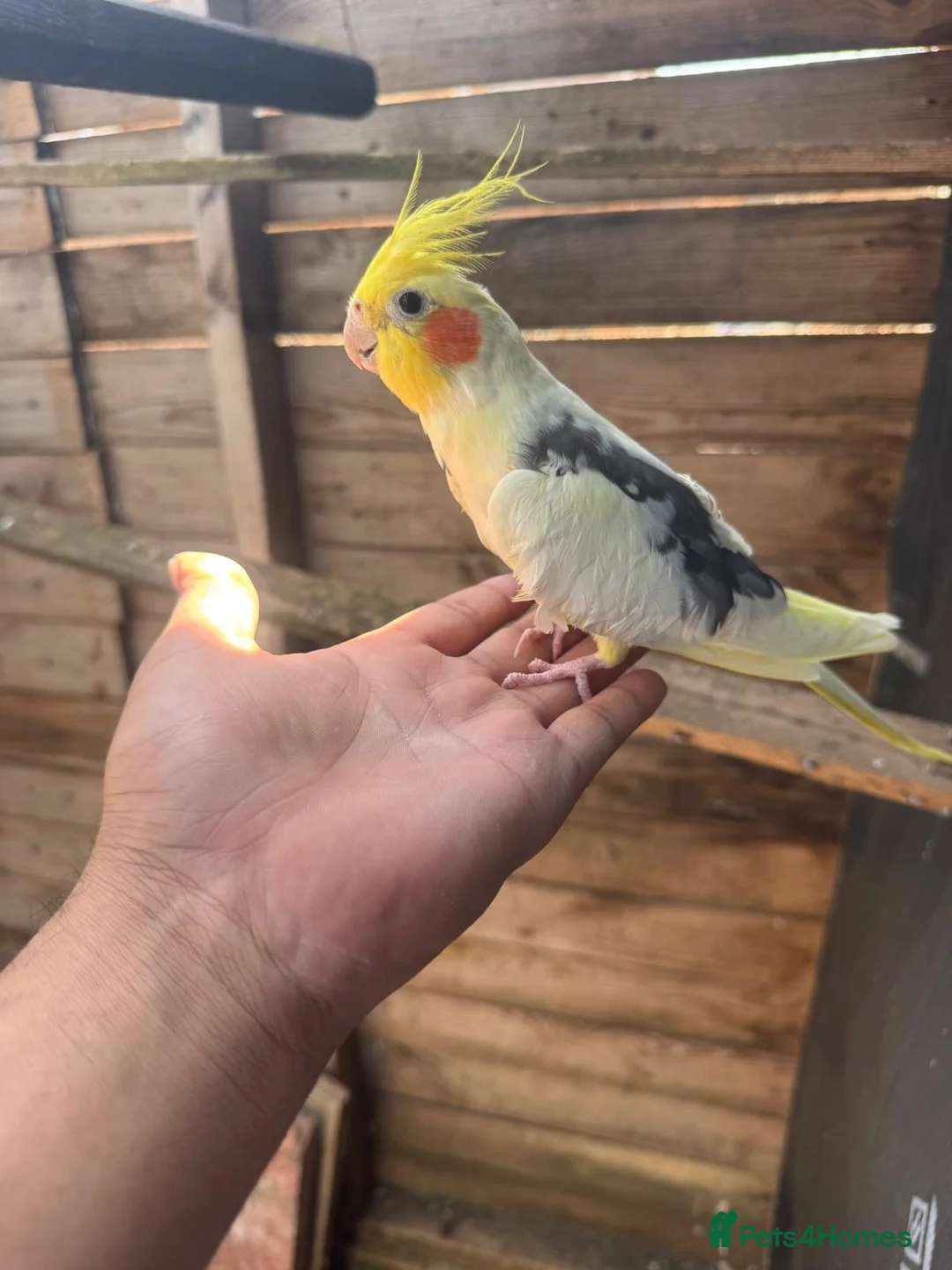 Cockatiels birds for sale: Cockatiel bird for sale male 1 year old  - Advert 3