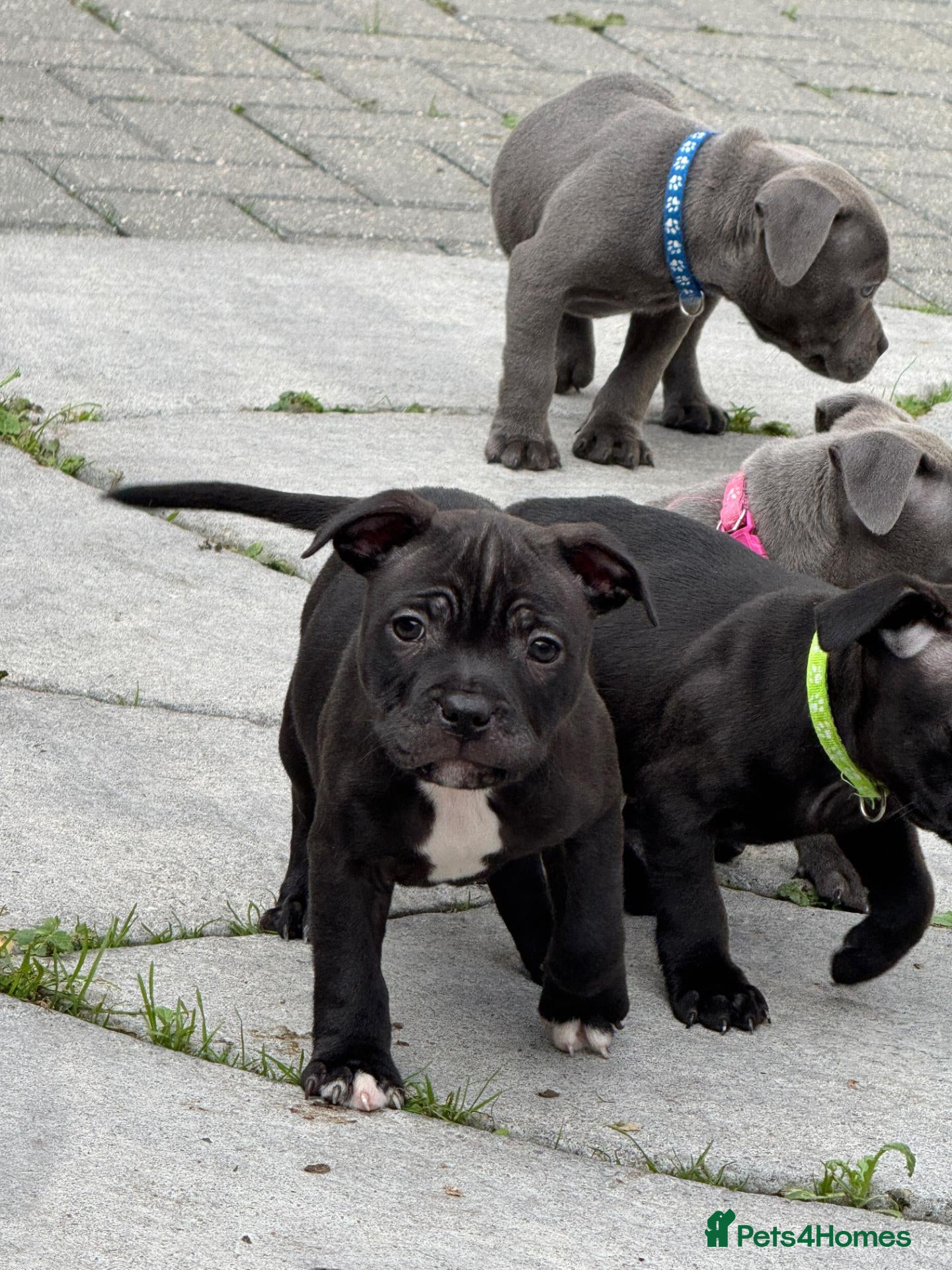 Staffordshire Bull Terrier dogs Outstanding champion kc reg staff puppies  - Advert 2