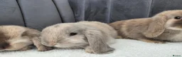 Mini Lop rabbits for sale: Gorgeous Mini Lop Babies - Advert 13