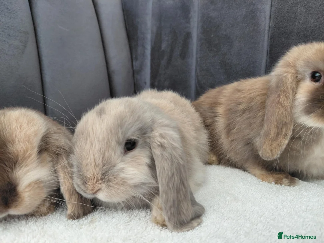 Mini Lop rabbits for sale: Gorgeous Mini Lop Babies - Advert 13