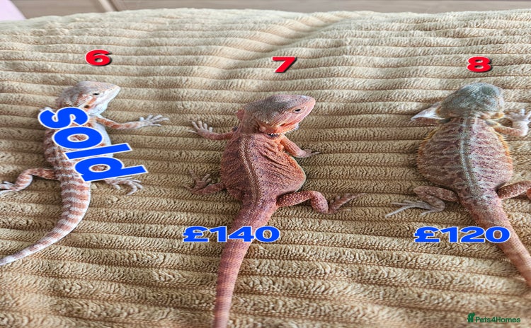 Bearded Dragon reptiles - Advert 3