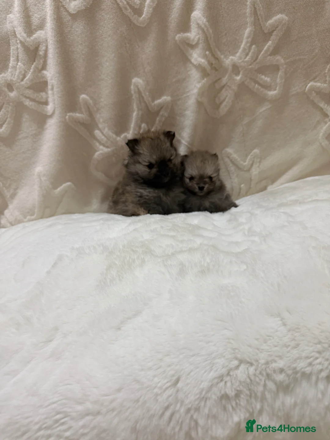 Pomeranian dogs for sale: Pomeranian boys - Advert 1