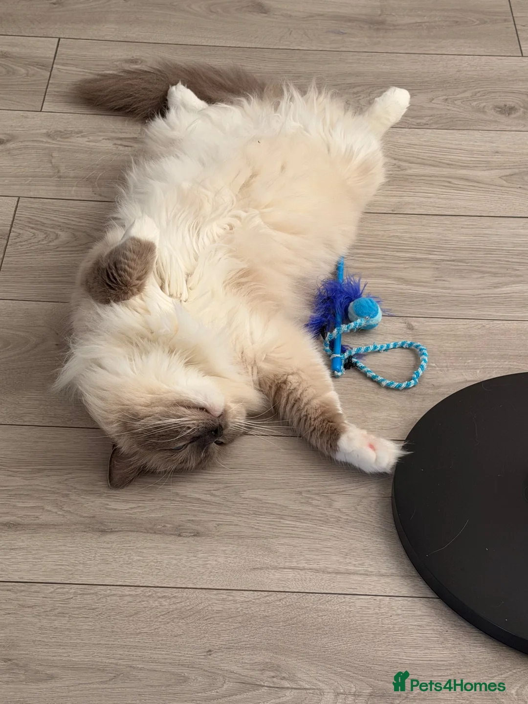 Ragdoll cats for sale: Beautiful 5 year old blue mitted ragdoll - Advert 2