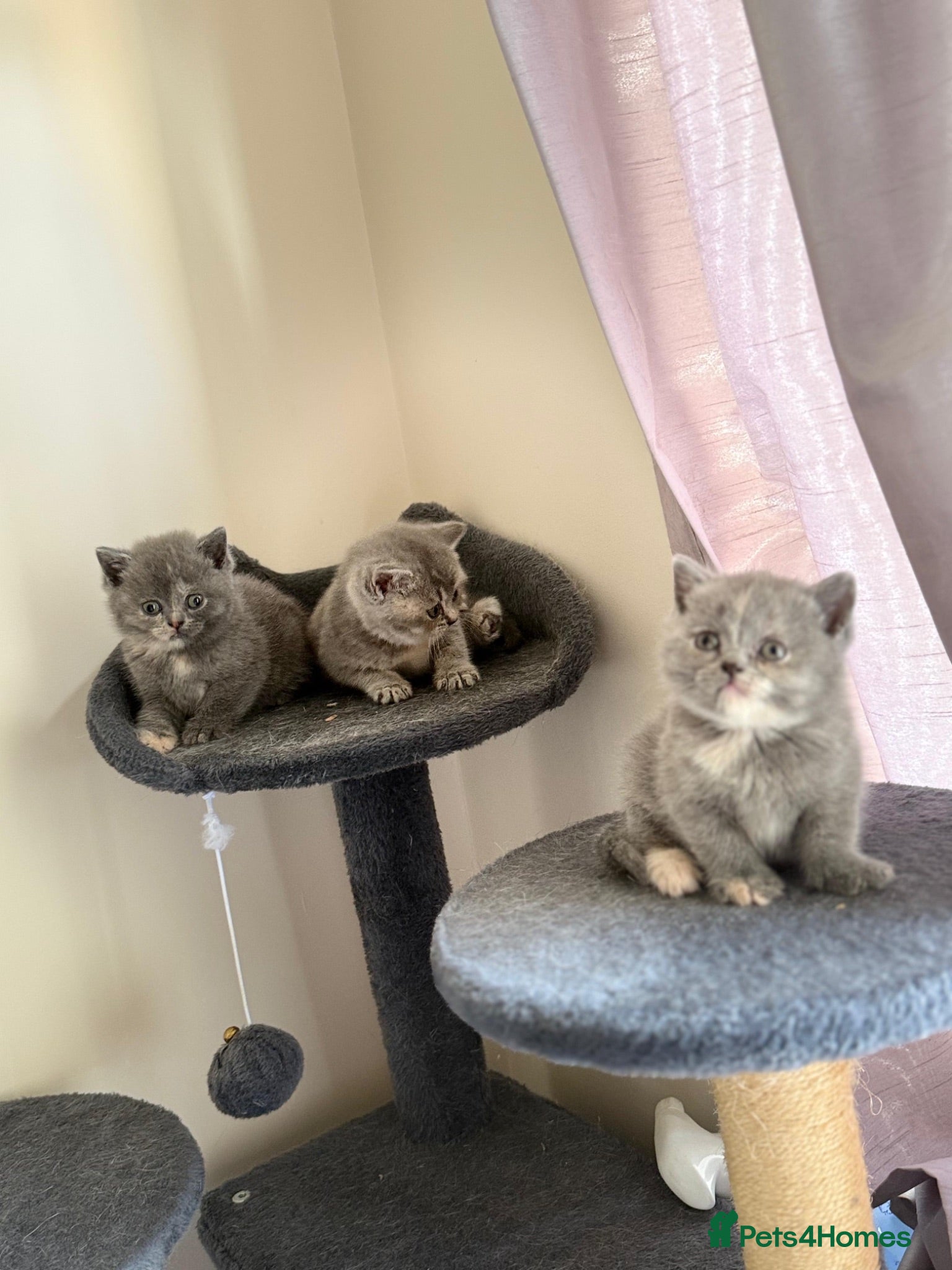 British Shorthair cats Lovely British shorthair kittens  - Advert 12
