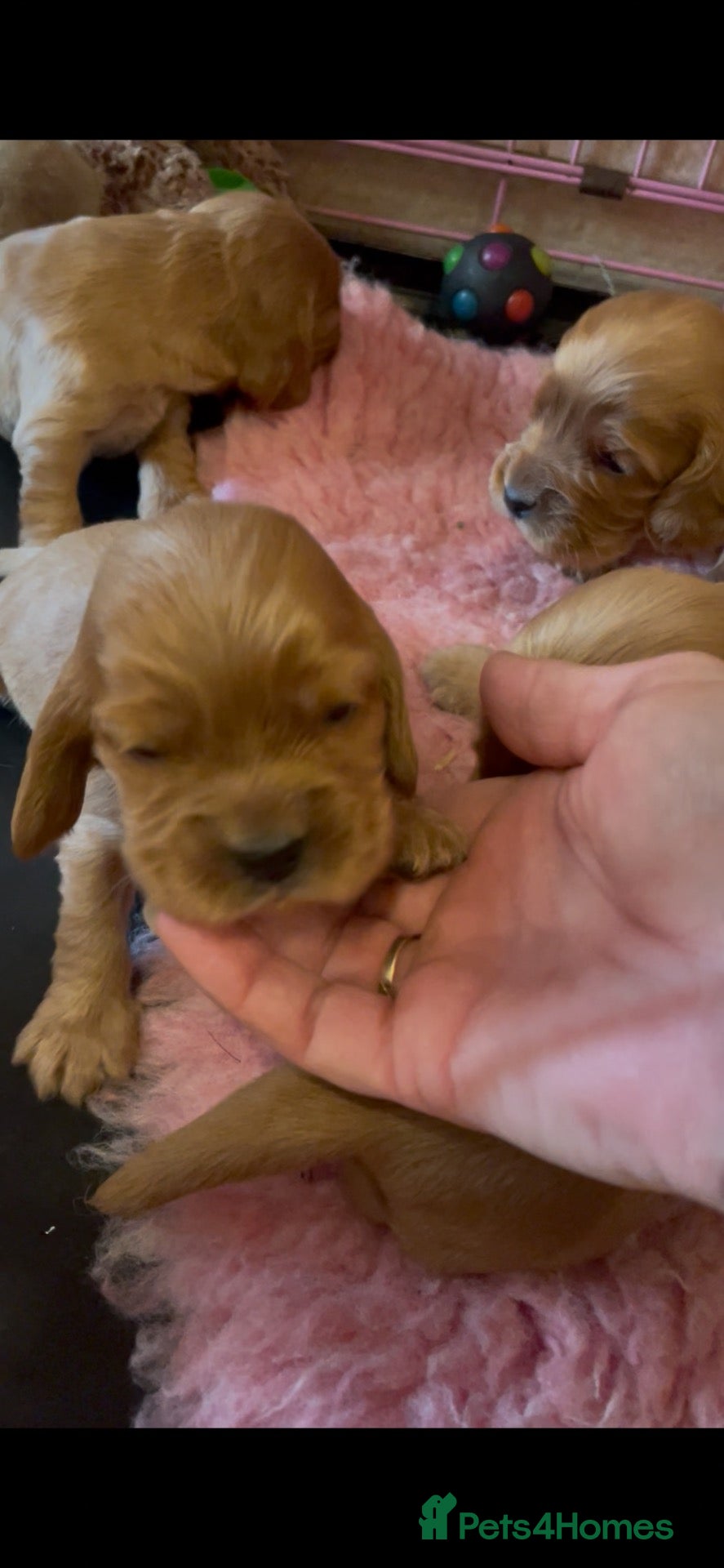 Cocker Spaniel dogs 1 girl available 100%show quality cocker spaniels - Advert 3