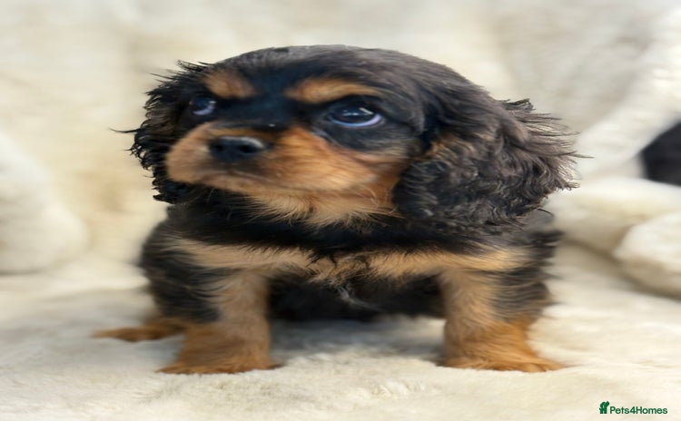 Cavalier King Charles Spaniel dogs - Advert 1