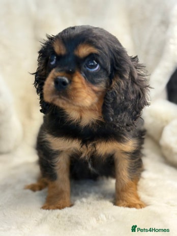 Cavalier King Charles Spaniel dogs - Advert 1