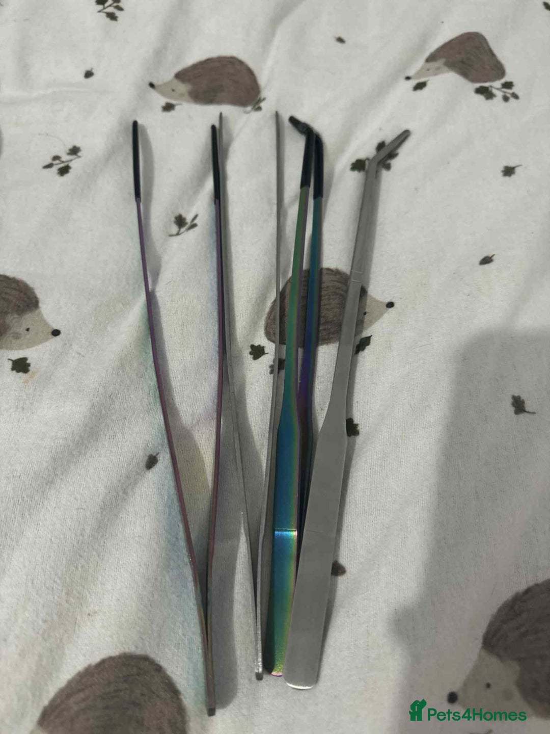 Gecko reptiles for sale: Leapord gecko for sale!! - Advert 9